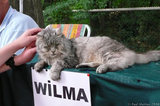P1000656 Wilma the cat
